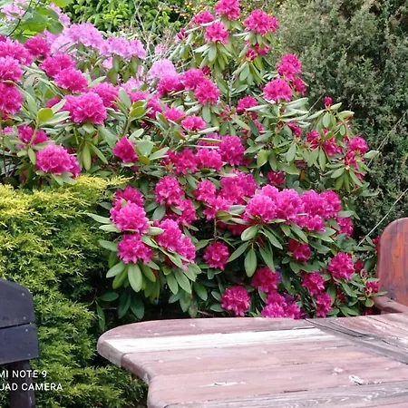 Ziemowit Karkonosze * Lubawka